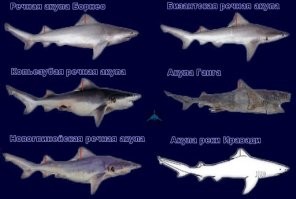 Так акулы не только в морях , они и в реках обитают .  У нас в северном море они тоже есть примерно в 25 милях от берега . Это я еще маленьких ловил а мужики нормальных подцепляли  .