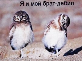 Веселые  картинки