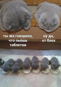 Смешные и познавательные картинки