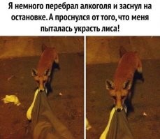 Так это лиса? А мне показалось что это большая белка ))