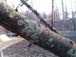 Травлю купоросом каждую весну, не переводится. Весной я его хочу кёрхером посносить, грязевой фрезой. Посмотрим кто кого.