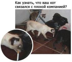 Смешные и познавательные картинки