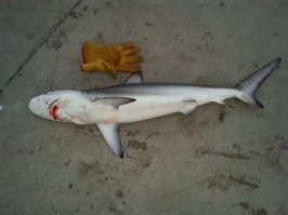 Вот пару моих: