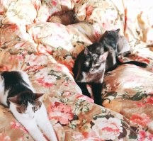 У нас котов много, но есть один главный - Черныш. Не кот, а любимый демон: везде и всегда нам "помогает" и работать, и готовить, и убираться :) А потом спит, как барин.