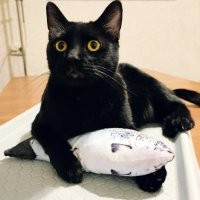 У нас котов много, но есть один главный - Черныш. Не кот, а любимый демон: везде и всегда нам "помогает" и работать, и готовить, и убираться :) А потом спит, как барин.