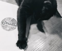 У нас котов много, но есть один главный - Черныш. Не кот, а любимый демон: везде и всегда нам "помогает" и работать, и готовить, и убираться :) А потом спит, как барин.