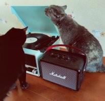 У нас котов много, но есть один главный - Черныш. Не кот, а любимый демон: везде и всегда нам "помогает" и работать, и готовить, и убираться :) А потом спит, как барин.