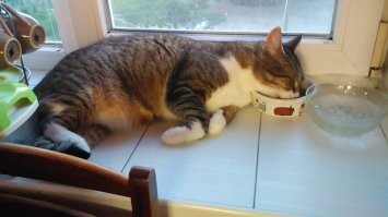 В то же время где-то в Европе