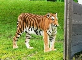 Это как-то так было?