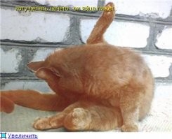 С кота бы пример брал.