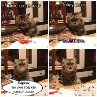 Кот просит о помощи во время поездки в ветеринарную клинику