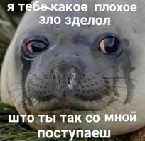 В Приморье найденный на берегу детеныш тюленя умер от стресса по вине людей