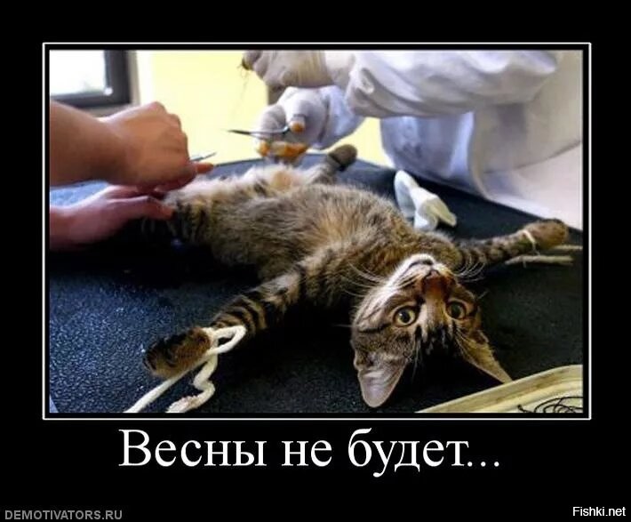 Кот просит о помощи во время поездки в ветеринарную клинику