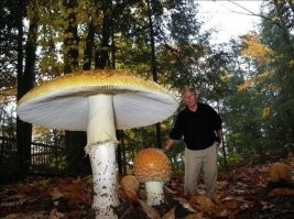 ..листья походу тоже уникальные...