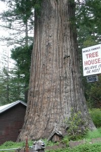 Такого монстра когда-то обнаружил. И мне думается, что это не самая большая секвойя.