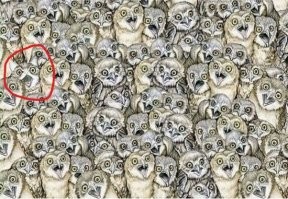 Смешные и познавательные картинки