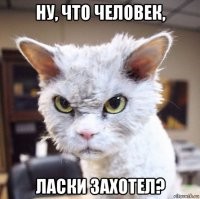 Котейки, которые ненавидят эти ваши дурацкие обнимашки
