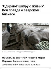 Россия может выйти в лидеры меховой индустрии