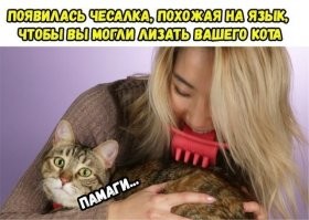 Котейки, которые ненавидят эти ваши дурацкие обнимашки