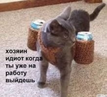 Коты и забавные подписи