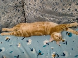Хопа
