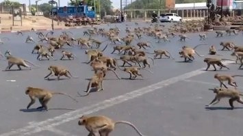 1) Блогеры бегут на жареное. 
2) Блогеры на точке