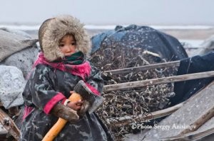 Чукотский шаман в три года идет купировать у детей хвосты. На втором фото два шамана вырывают у моржа его молочный йух (по шаману на йуху)