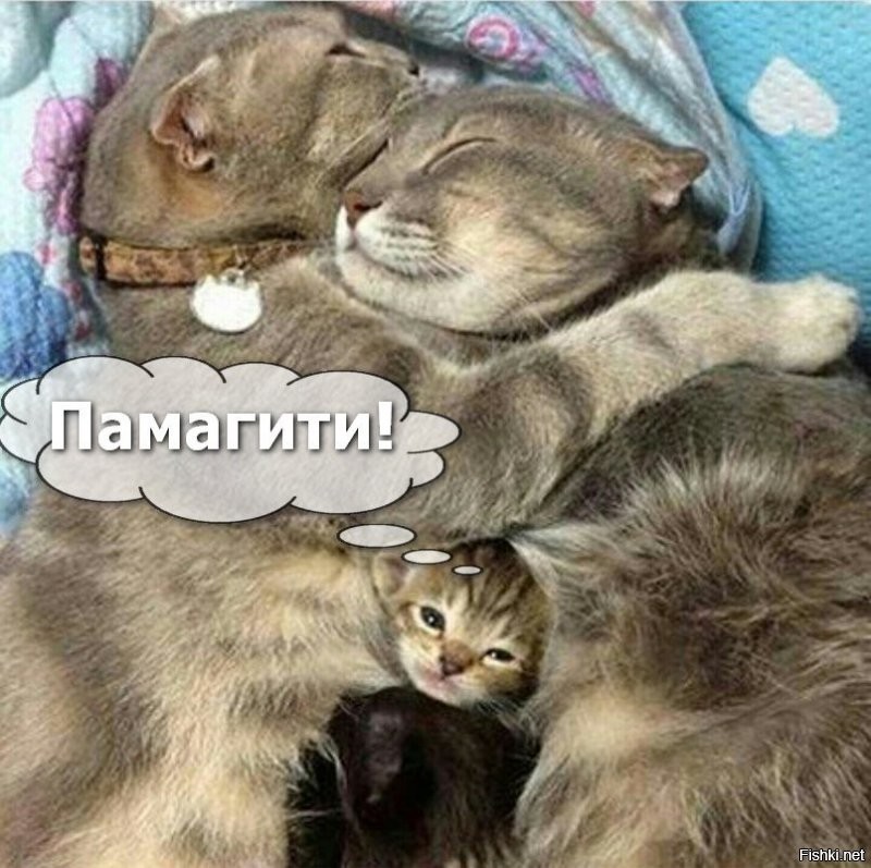 Столб уютных котеек :)