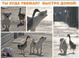 Там же вроде панда была?!