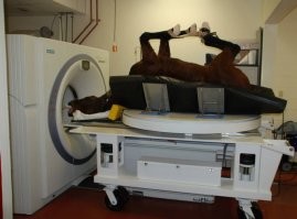 Ни чего смешного, человек мог пострадать. В Америке вообще это не толстый экземпляр. Среднестатистический.  А вот реально больших  на МРТ в зоопарк возят. По взаимообмену.