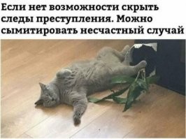 Нет, не стыдно: 35 питомцев, которых поймали на наглых преступлениях