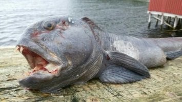 В Магадане такую по отливу среди камней ловили)))  главное пальцы не сувать ей!  видос не мой, но с Магадана))))