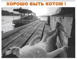 Домашним котом. Любимым)