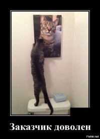 Образ кошки в демотиваторах