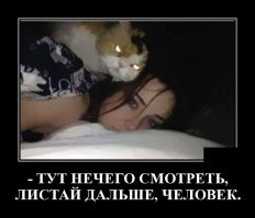 Образ кошки в демотиваторах