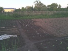 У нас были в части кубинцы (я в училище служил в Подмосоквье, в батальоне обеспечения учебного процесса, там были курсанты кубинцв и монголы). Как то в санчасти нашей части в одной палате попались, он курил или фус или партагас, приучился тоже . Крепчайшие, в СССРе продавали их тогда в ларьках табачных в Москве.
Сейчас сам выращиваю, бёрли в основном, выписал как то семена через инет. чем хорош, так тем, что бёрли - самый крепкий по содержанию никотина и его можно курить без муторного ферментирования. Курю в трубке или сигарами, которые сам уже и научился прекрасно скручивать, для оболочки вирджинию пускаю.
Мои плантации...