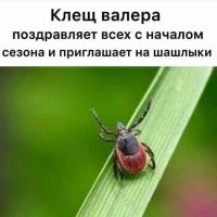 Как защитить собаку от клещей?