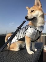 Собаки уже подготовились: