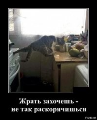 Образ кошки в демотиваторах