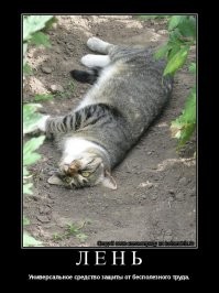 Образ кошки в демотиваторах