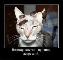 Образ кошки в демотиваторах