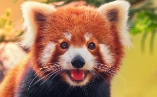 Нет, Мастер Шифу - это красная панда: