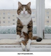 Девушка сделала забор из пищевой пленки, чтобы проверить реакцию дога