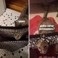 Образ кошки в демотиваторах