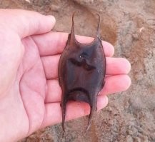 В Чёрном море можно встретить такие же по форме кожаные мешочки, только поменьше. Это яйца катрана