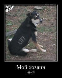 Девушка сделала забор из пищевой пленки, чтобы проверить реакцию дога