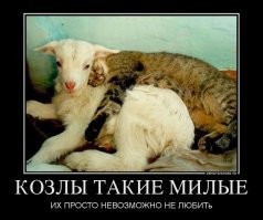 Образ кошки в демотиваторах