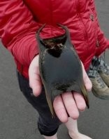 Это что такое?