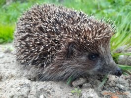 Всю ночь вам топот будет обеспечен.