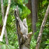 Миролюбиво прикидываясь бревном, «птица-призрак» раззявила пасть и испугала женщину